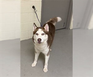 Siberian Husky Dogs for adoption in Sanford, FL, USA