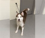 Small Siberian Husky