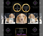 Puppy Houdini ACA Dachshund
