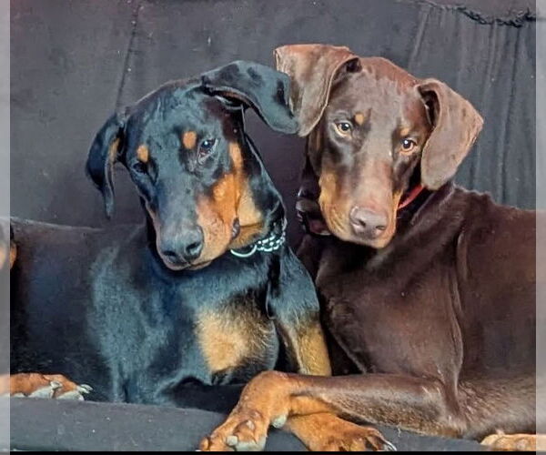 Medium Photo #4 Doberman Pinscher Puppy For Sale in Buffalo, MN, USA