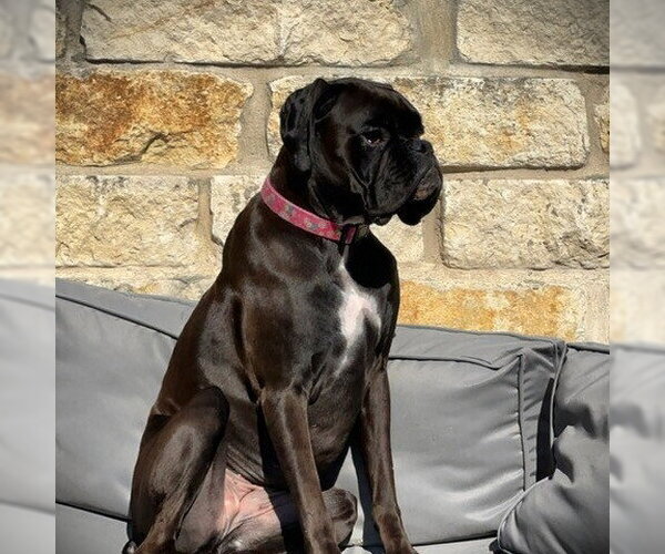 Medium Photo #3 Boxer Puppy For Sale in Austin, TX, USA