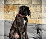 Small #2 Boxer