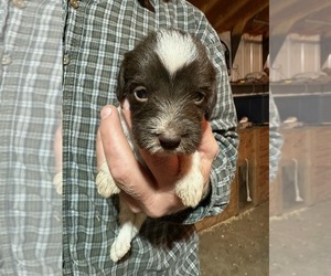 German Wirehaired Pointer Puppy for sale in SAINT CLOUD, FL, USA
