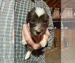 Small Photo #1 German Wirehaired Pointer Puppy For Sale in SAINT CLOUD, FL, USA