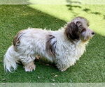 Small #12 Hava-Apso