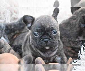 French Bulldog Puppy for sale in Algyo, Csongrad, Hungary