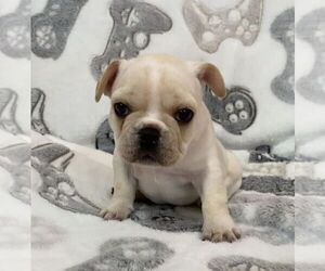 French Bulldog Puppy for sale in JOHNS ISLAND, SC, USA