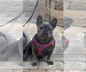 French Bulldog Puppy for sale in LITTLE RIVER, SC, USA