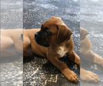 Small #8 Boxer
