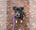 Small #11 Rottweiler