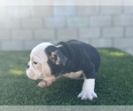 Small #3 English Bulldog