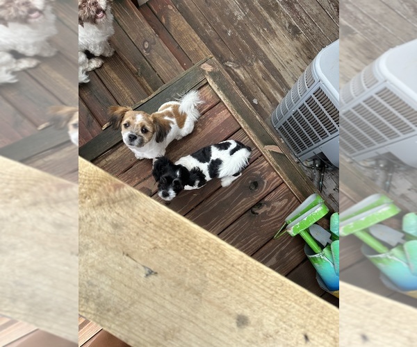 Medium Photo #1 Pom-A-Poo-Shih Tzu Mix Puppy For Sale in SPRINGVILLE, IN, USA