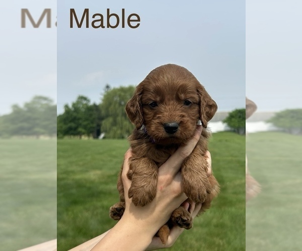 Medium Photo #13 Goldendoodle (Miniature) Puppy For Sale in FREDERICKSBG, OH, USA