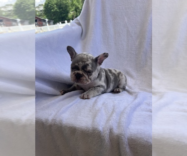 Medium Photo #3 French Bulldog Puppy For Sale in NORTH MYRTLE BEACH, SC, USA