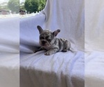 Small Photo #12 French Bulldog Puppy For Sale in NORTH MYRTLE BEACH, SC, USA