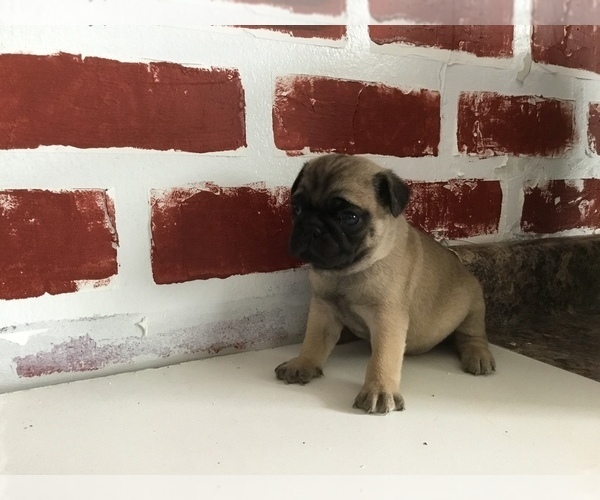 Medium Photo #3 Pug Puppy For Sale in FRANKTON, IN, USA
