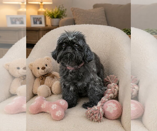 Medium Photo #2 Shih Tzu Puppy For Sale in Bon Carbo, CO, USA
