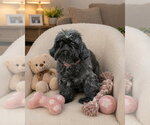 Small #1 Shih Tzu