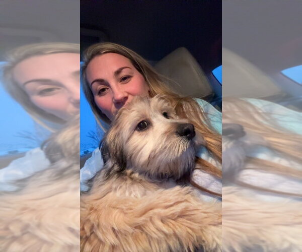 Medium Photo #2 Border Collie-Maltese Mix Puppy For Sale in Aurora, IN, USA