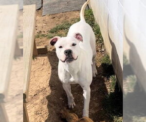 Clara - Female Boxer-Unknown Mix Dog for Adoption - Photo #7