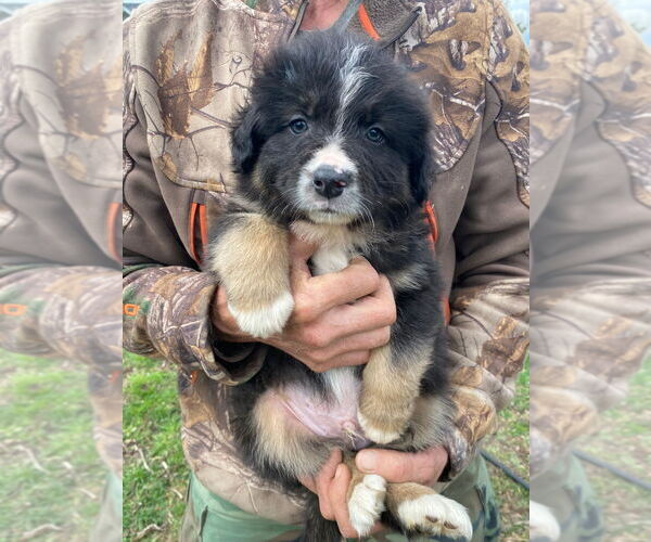 Medium Photo #1 Australian Shepherd Puppy For Sale in TEMPERANCE, MI, USA