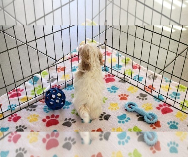 Medium Photo #13 Shih Tzu Puppy For Sale in ORO VALLEY, AZ, USA