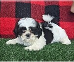 Small Photo #5 Shih Tzu Puppy For Sale in BRIDGEWATER, VA, USA