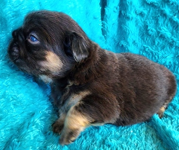 Medium Photo #13 French Bulldog Puppy For Sale in LAS VEGAS, NV, USA