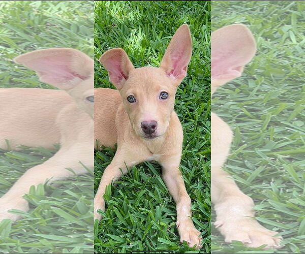 Medium Photo #1 Chihuahua-Unknown Mix Puppy For Sale in Dallas, TX, USA