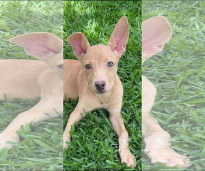 Chihuahua-Unknown Mix Dogs for adoption in Dallas, TX, USA