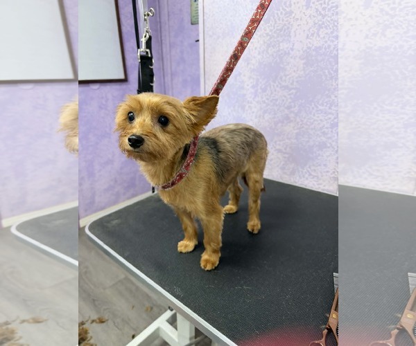 Medium Photo #2 Mutt Puppy For Sale in Milner, GA, USA