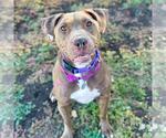 Small #1 American Pit Bull Terrier