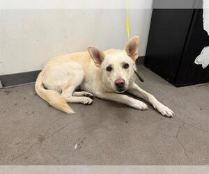 Siberian Husky Dogs for adoption in Berkeley , CA, USA