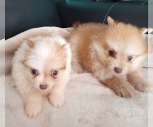 Pomeranian Puppy for sale in GREENVILLE, NC, USA