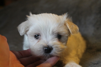Maltese Puppy for sale in OLLA, LA, USA