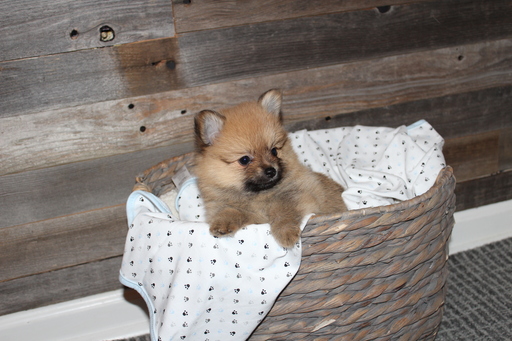 Medium Photo #1 Pomeranian Puppy For Sale in GREENWOOD, IN, USA