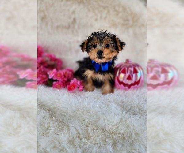 Medium Photo #6 Morkie Puppy For Sale in INDIANAPOLIS, IN, USA