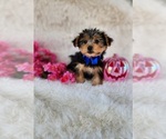 Small #5 Morkie