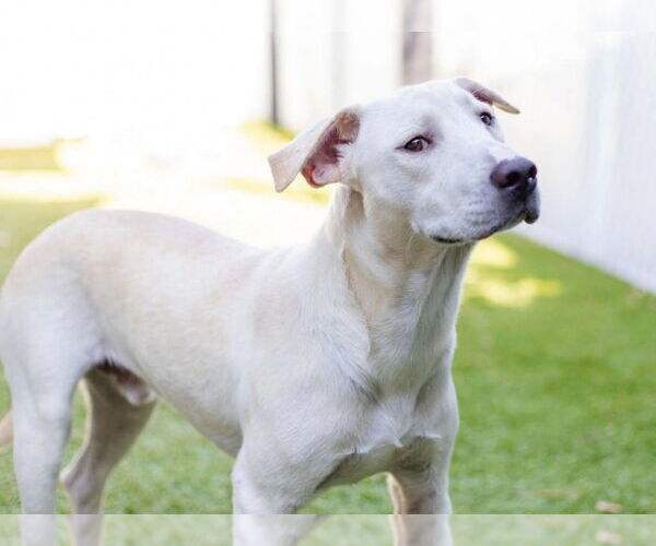 Medium Photo #4 Labrador Retriever-Unknown Mix Puppy For Sale in Canton, CT, USA
