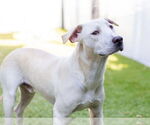 Small #3 Labrador Retriever Mix