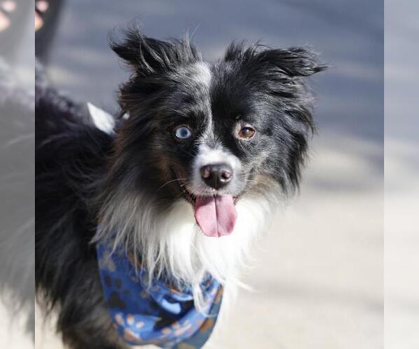 Medium Photo #1 Border Collie-Unknown Mix Puppy For Sale in San Antonio, TX, USA