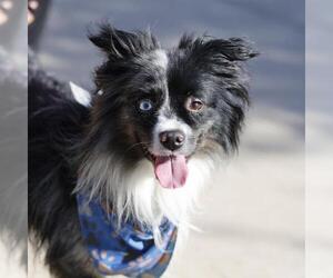 Border Collie-Unknown Mix Dogs for adoption in San Antonio, TX, USA
