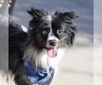 Small Border Collie Mix