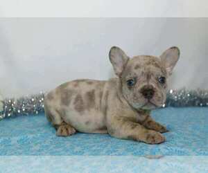 French Bulldog Puppy for sale in FREDERICKSBG, OH, USA
