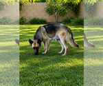 Small #1 German Shepherd Dog