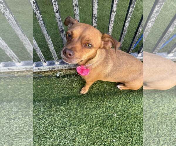 Medium Photo #2 Chihuahua-Unknown Mix Puppy For Sale in Tempe , AZ, USA
