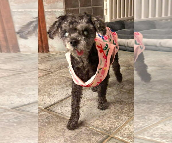 Medium Photo #11 Shih Tzu-Unknown Mix Puppy For Sale in Boonton, NJ, USA