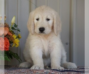 English Cream Golden Retriever-Poodle (Standard) Mix Puppy for sale in FREDERICKSBG, OH, USA