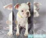 Small Photo #2 Boston Terrier Puppy For Sale in POMEROY, OH, USA