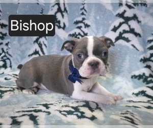 Boston Terrier Puppy for sale in MINERAL WELLS, WV, USA